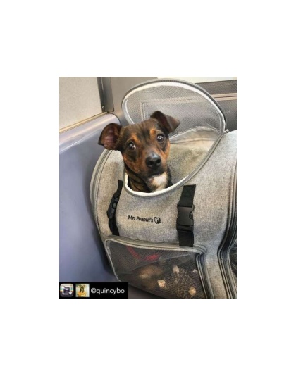 Mr. Peanut's Aspen Series Airline Capable Backpack Pet Carrier - 18 in Hx14 in Wx9 in D