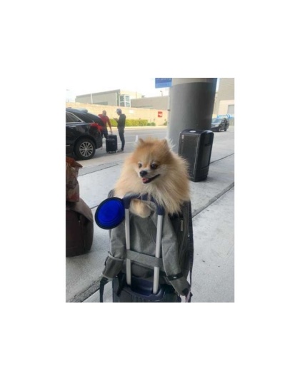 Mr. Peanut's Aspen Series Airline Capable Backpack Pet Carrier - 18 in Hx14 in Wx9 in D