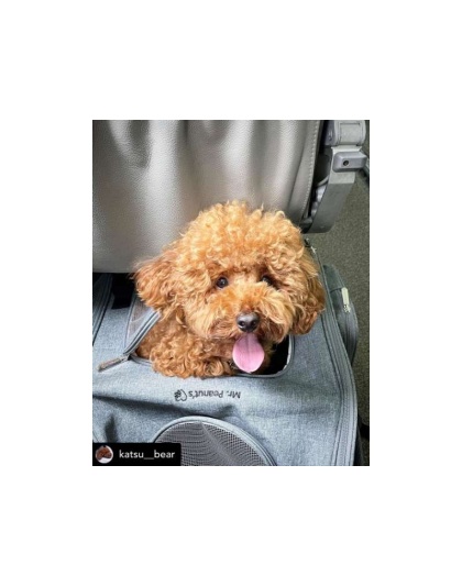 Mr. Peanut's Aspen Series Airline Capable Backpack Pet Carrier - 18 in Hx14 in Wx9 in D