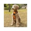 Orange - Mr. Peanut's PetTrek Reflective Pet Harness With Matching Leash - Small