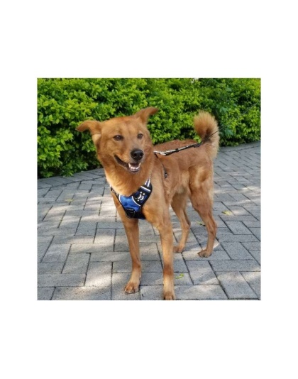 Blue - Mr. Peanut's PetTrek Reflective Pet Harness With Matching Leash - Small