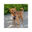 Blue - Mr. Peanut's PetTrek Reflective Pet Harness With Matching Leash - Small