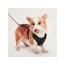 Black - Mr. Peanut's PetTrek Reflective Pet Harness With Matching Leash - Medium