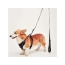 Black - Mr. Peanut's PetTrek Reflective Pet Harness With Matching Leash - Medium