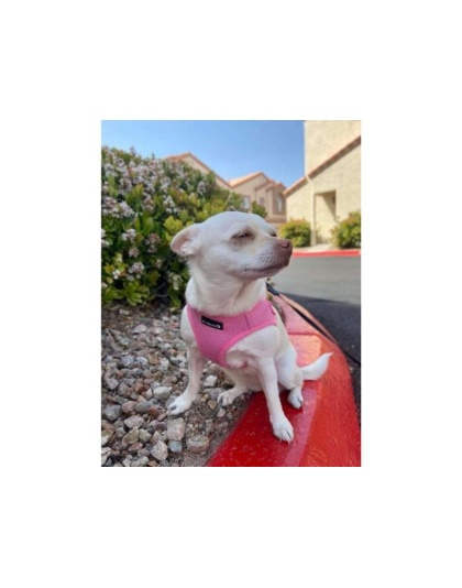 Pink - Mr. Peanut's PupTrek Small Dog/Cat Soft Mesh Step In Harness Vest - XSmall