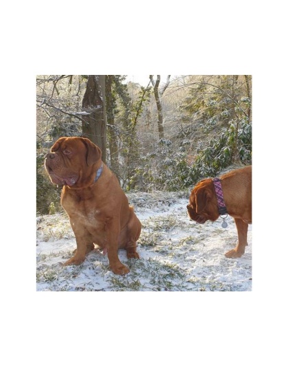 Steel Blue - Plaid Dog Leads  - THIN Lead 5/8" width- 5' length