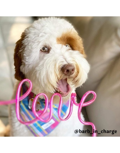 Colorful Plaid - Colorful Plaid Bandana - Small