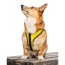Buttercup Yellow - K9 Sport Harness - Large (17-19" Neck 17-24" Chest)