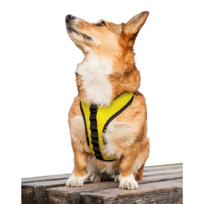 Buttercup Yellow - K9 Sport Harness - Medium (15-17" Neck 15-21" Chest)