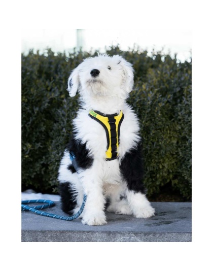 Buttercup Yellow - K9 Sport Harness - X-Small (11-13" Neck 11-15" Chest)
