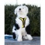 Buttercup Yellow - K9 Sport Harness - X-Small (11-13" Neck 11-15" Chest)