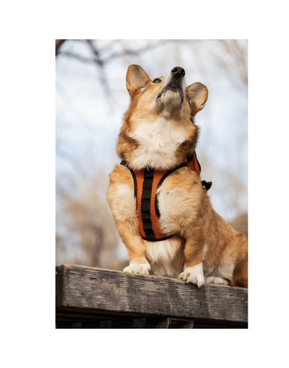 Sunset Orange - Walk-On with Harness & Storage - Medium (15-17" Neck 15-21" Chest)