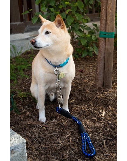 Dragonfly - Tug Control Leash with Reflectors & Shock Absorber - Large