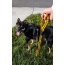 Bumblebee - Tug Control Leash with Reflectors & Shock Absorber - XL