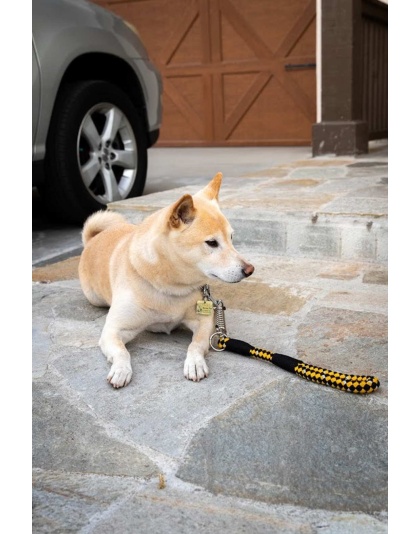 Bumblebee - Tug Control Leash with Reflectors & Shock Absorber - XL