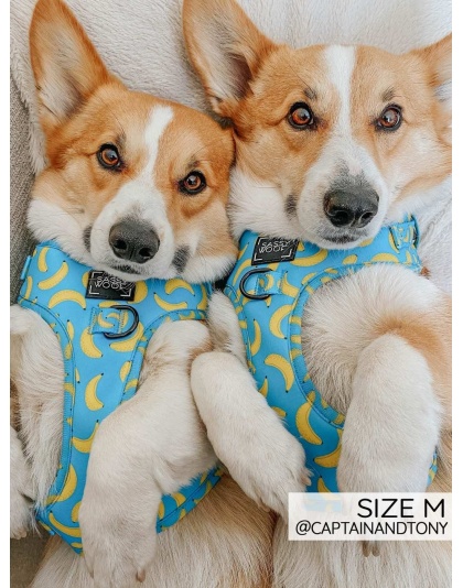 Peeling Sassy - Adjustable Harness  - Large