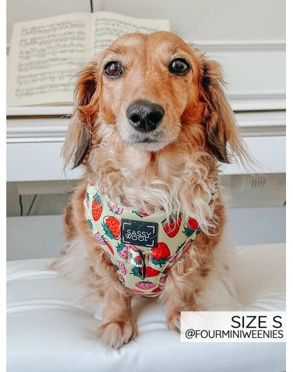 Strawberry Fields Furever - Adjustable Harness  - XXSmall
