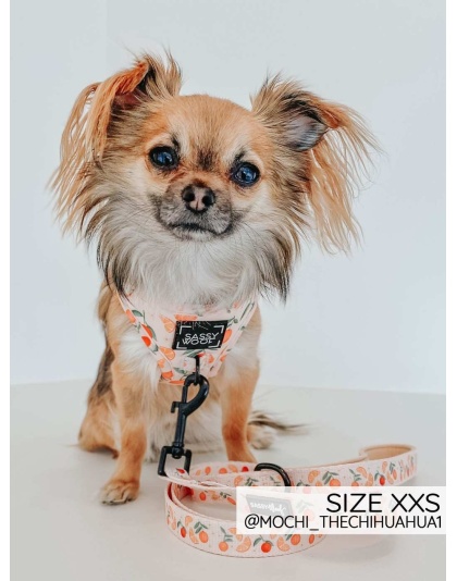 Simply the Zest - Adjustable Harness  - Small