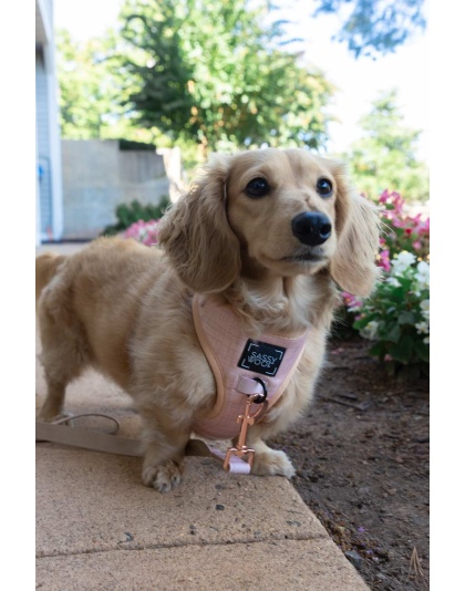 Pinot - Adjustable Harness  - XLarge