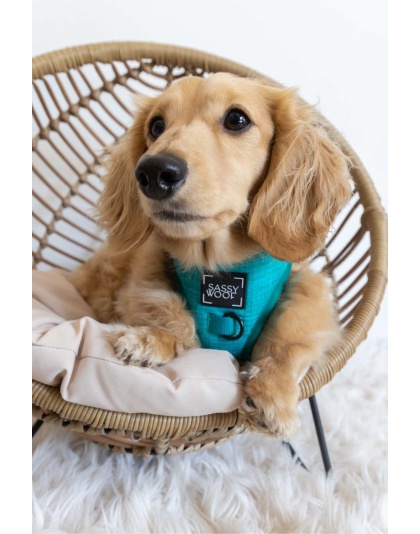 Napa - Adjustable Harness  - XXSmall