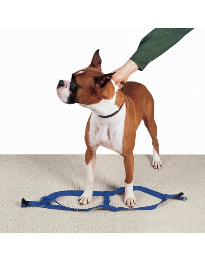 Royal Blue - CC Nylon 2 Step Harness 9-15In Blu - 9-15in